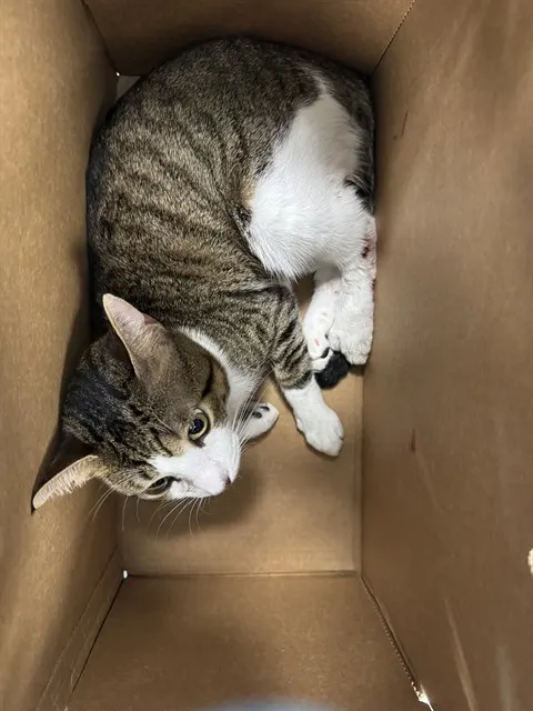 Adoptable Cat