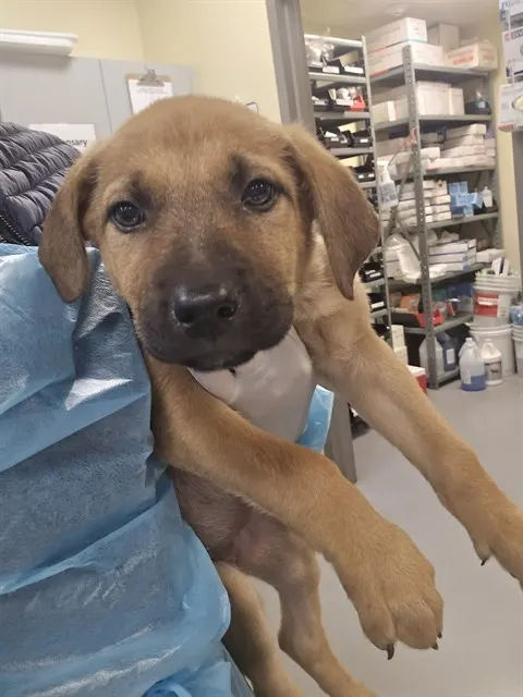 Rosie