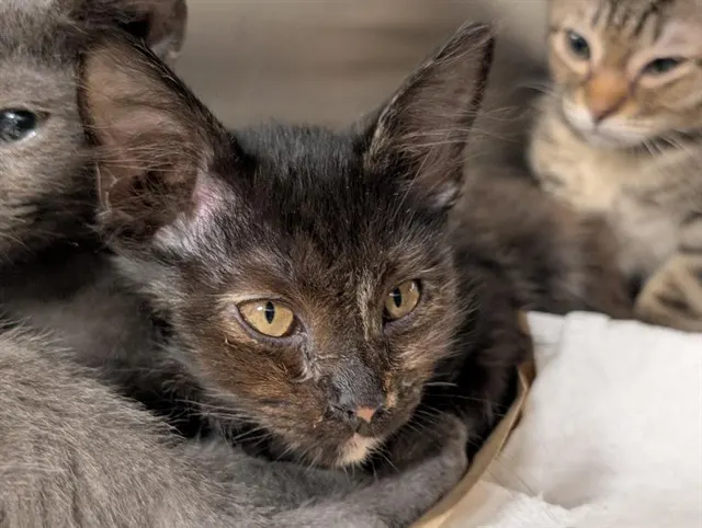 Adoptable Cat