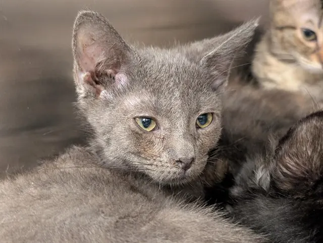 Adoptable Cat