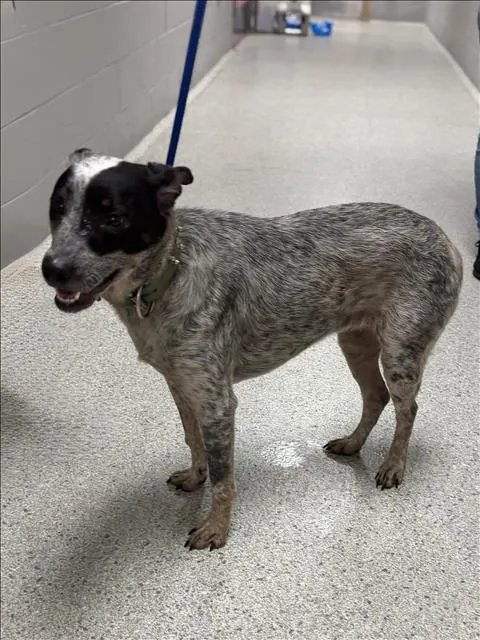 Adoptable Dog