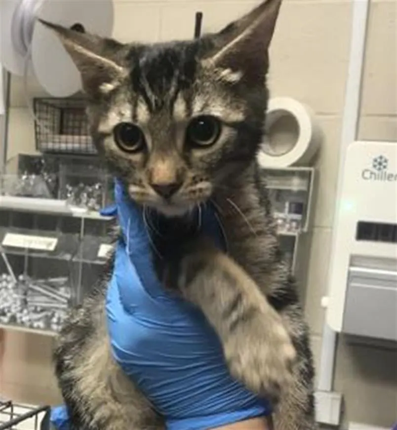 Adoptable Cat