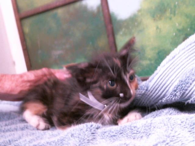 Pippin