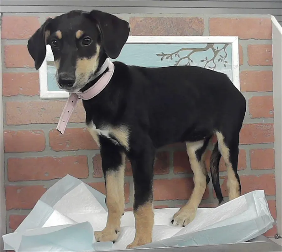 Adoptable Dog