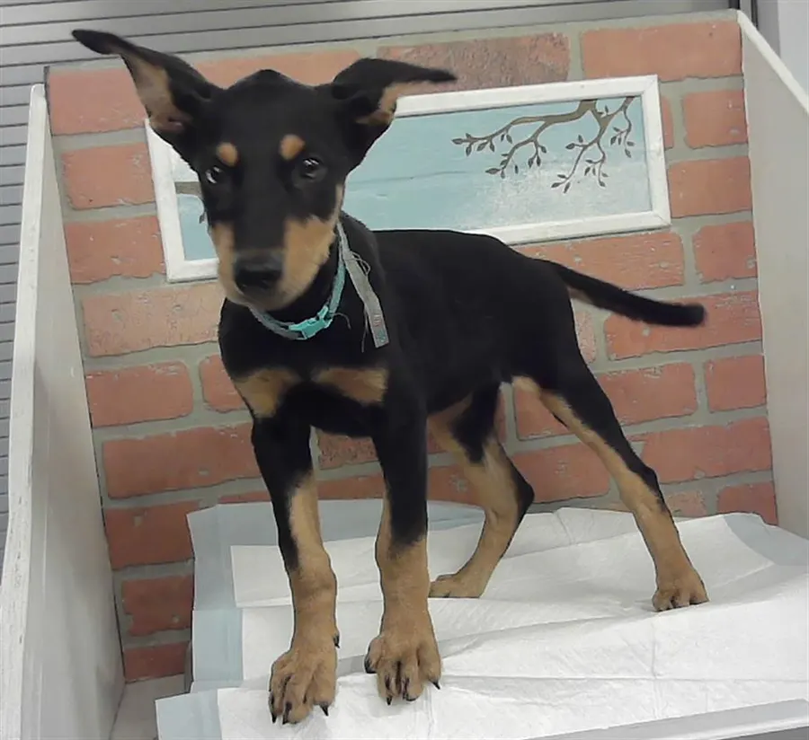 Adoptable Dog