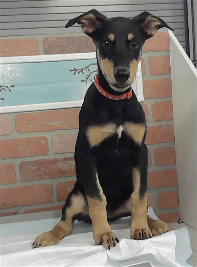 Adoptable Dog