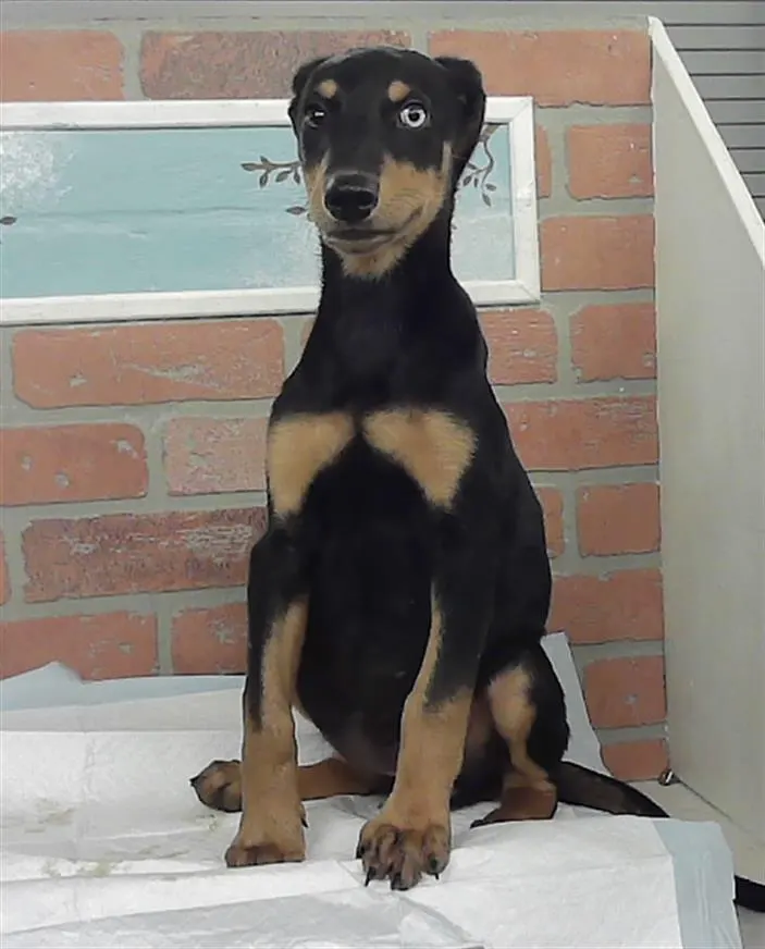 Adoptable Dog