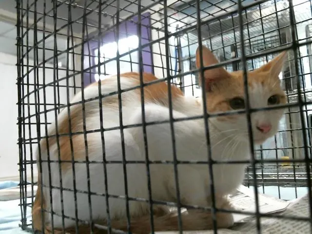 Adoptable Cat