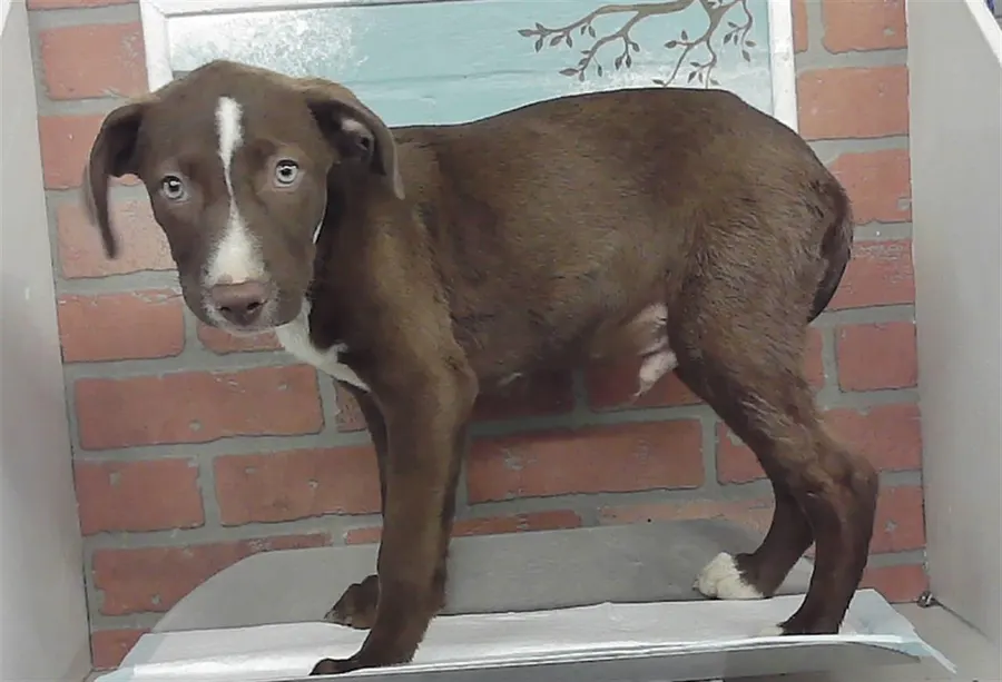Adoptable Dog