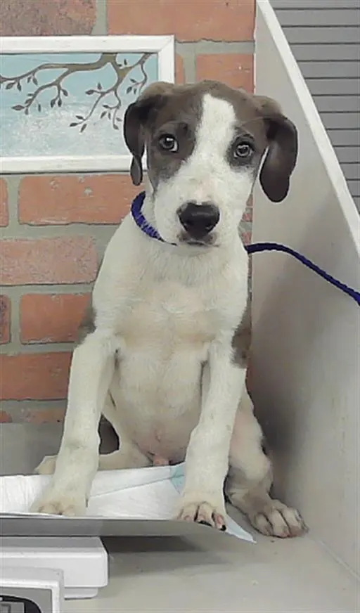 Adoptable Dog
