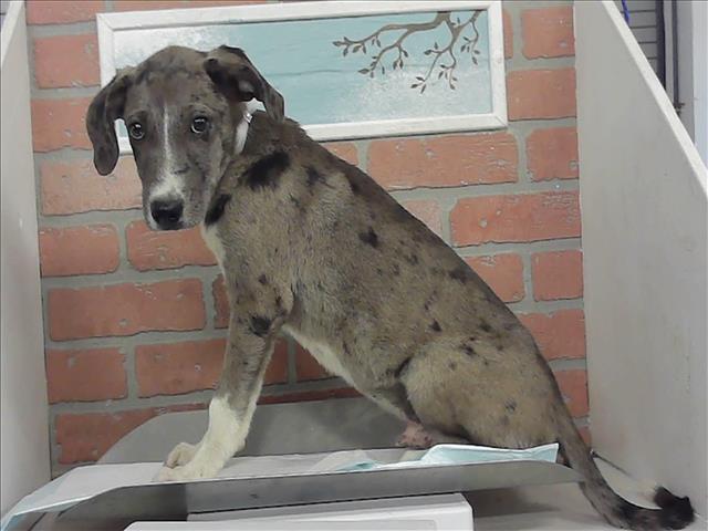 Adoptable Dog