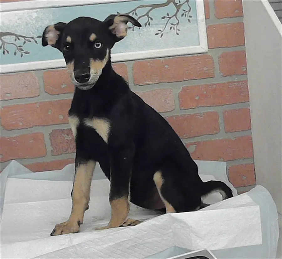 Adoptable Dog