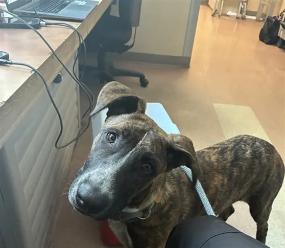 Adoptable Dog