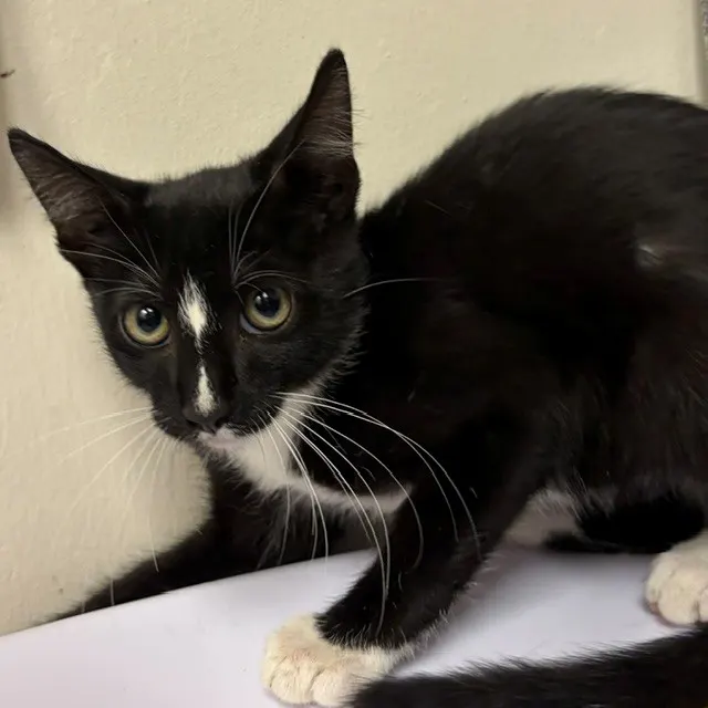 Adoptable Cat