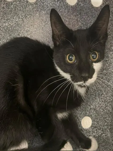 Adoptable Cat