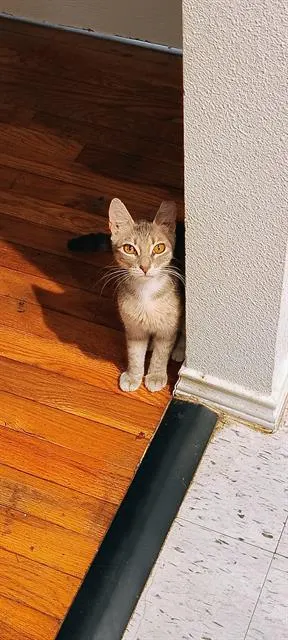 Gigi