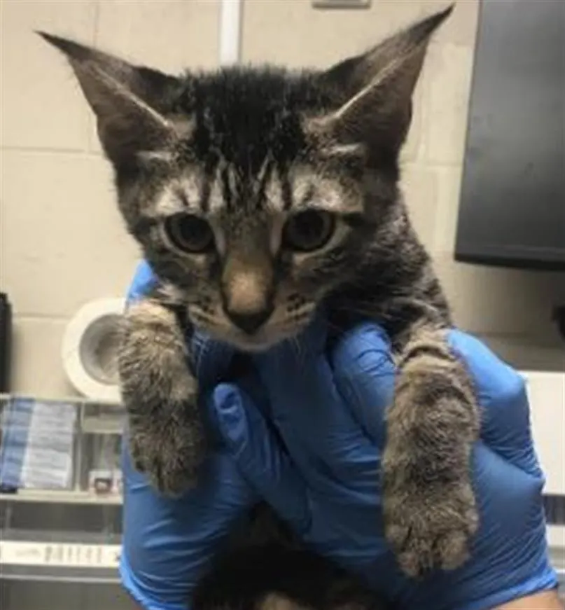 Adoptable Cat
