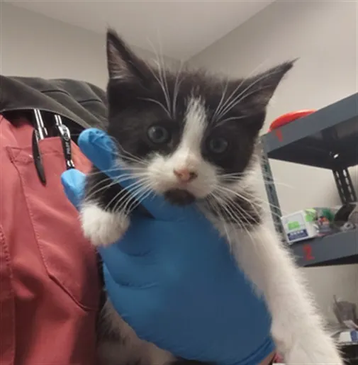 Adoptable Cat