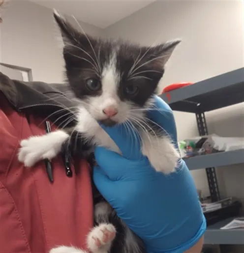 Adoptable Cat