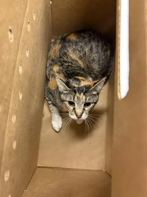 Khajit