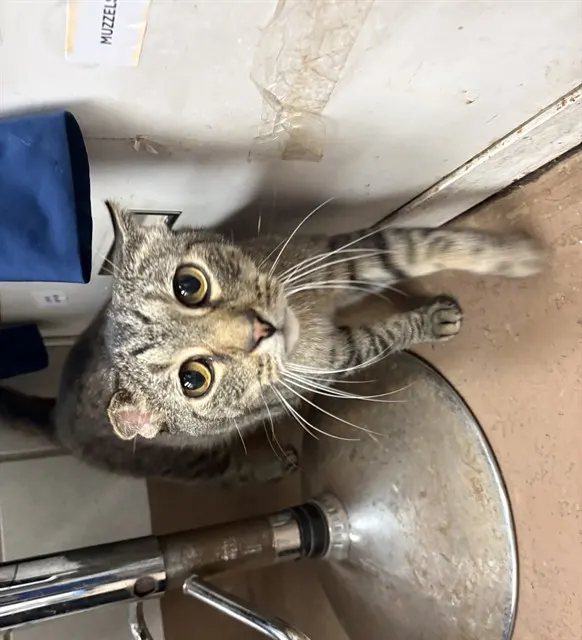 Adoptable Cat