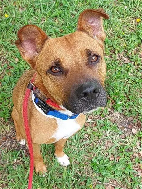 Canela