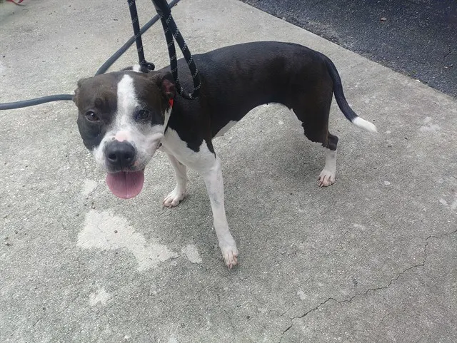 Adoptable Dog