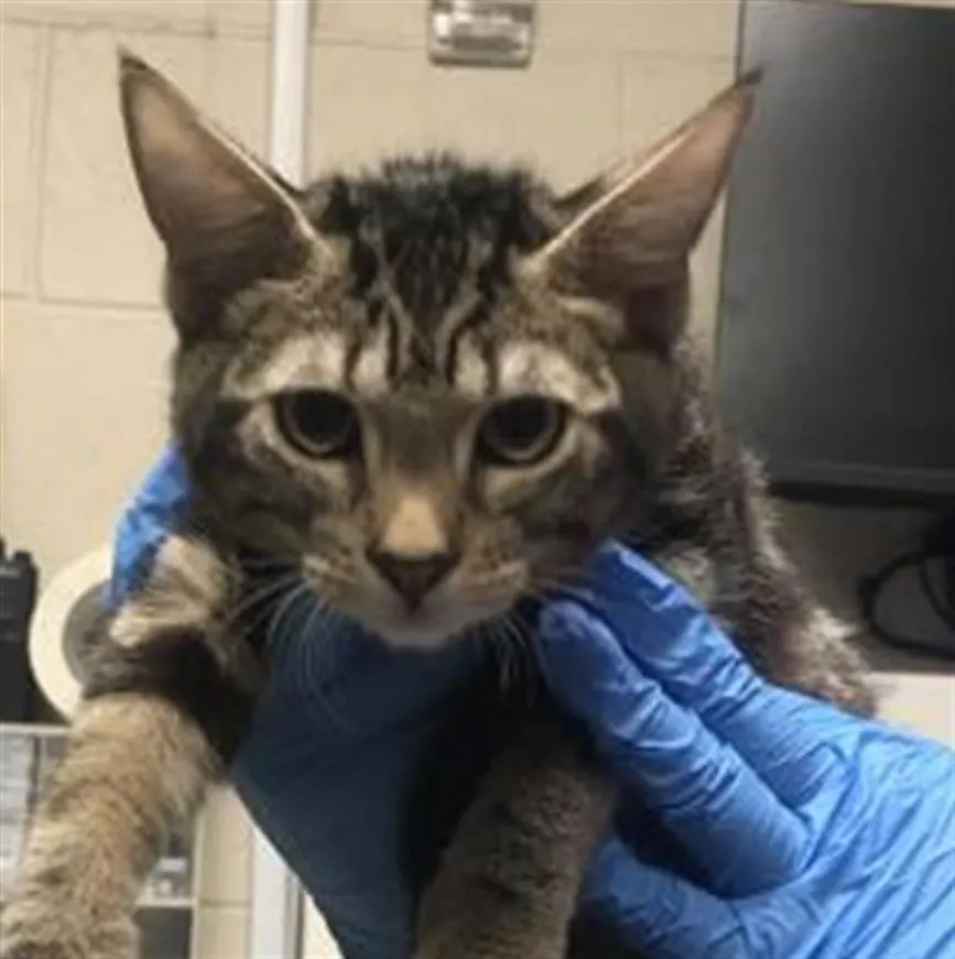 Adoptable Cat