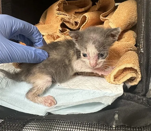 Adoptable Cat