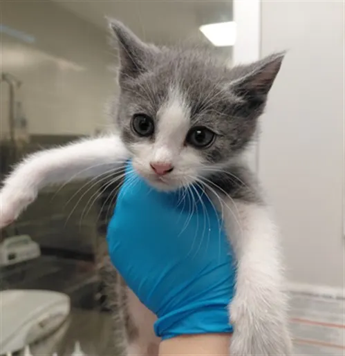 Adoptable Cat