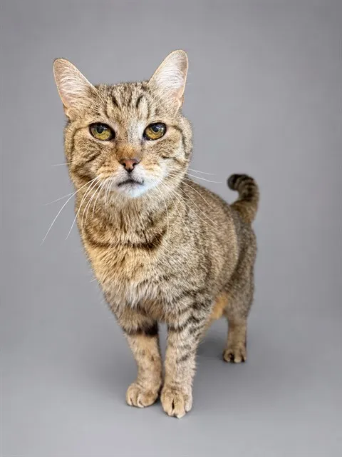 Linus