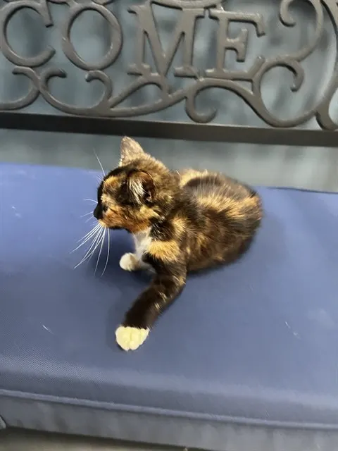 Adoptable Cat