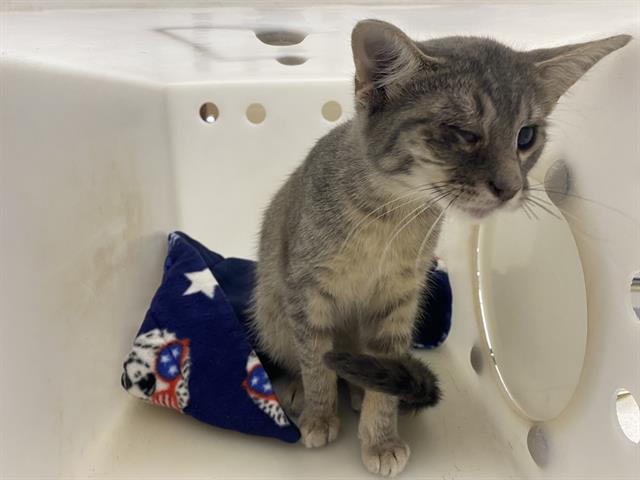 Adoptable Cat