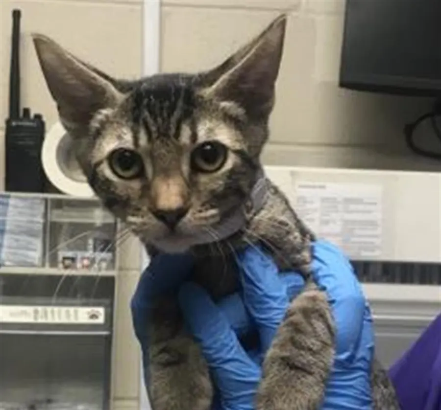 Adoptable Cat