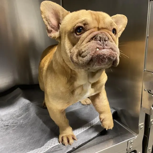 Adoptable Dog