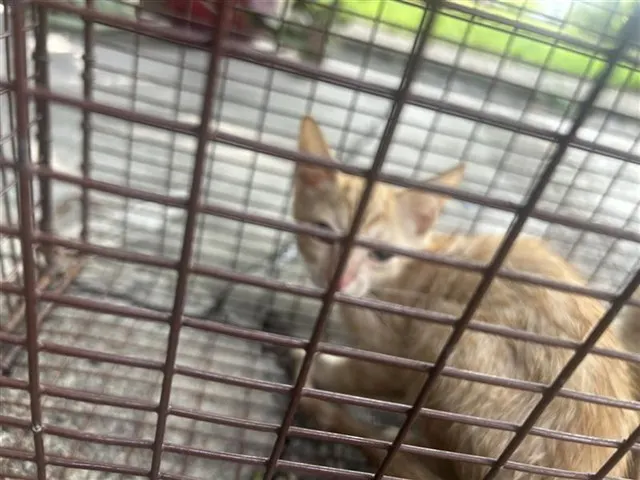 Adoptable Cat