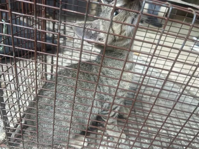 Adoptable Cat
