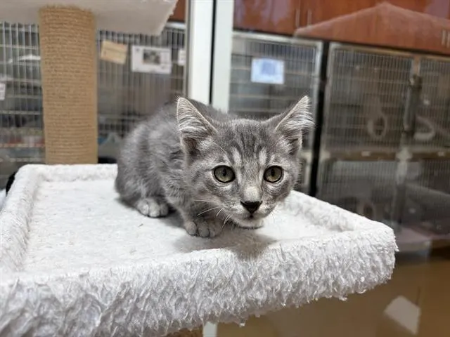 Zeus