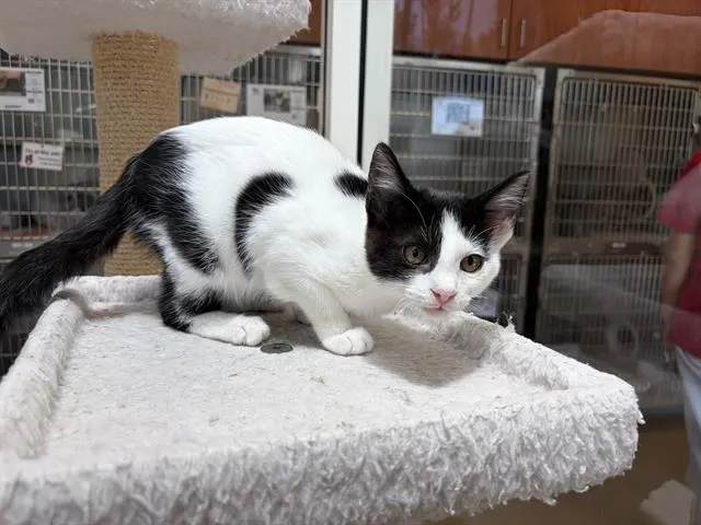 Pandora