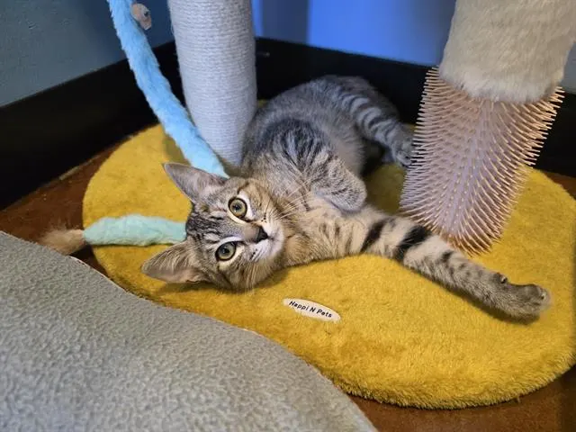 Moana