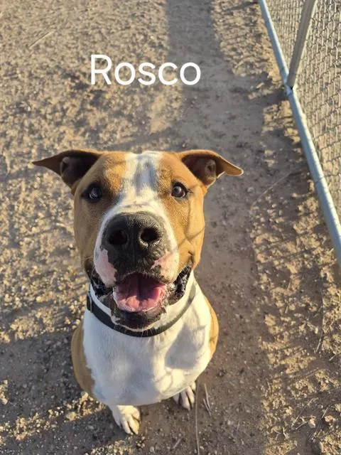 Rosco