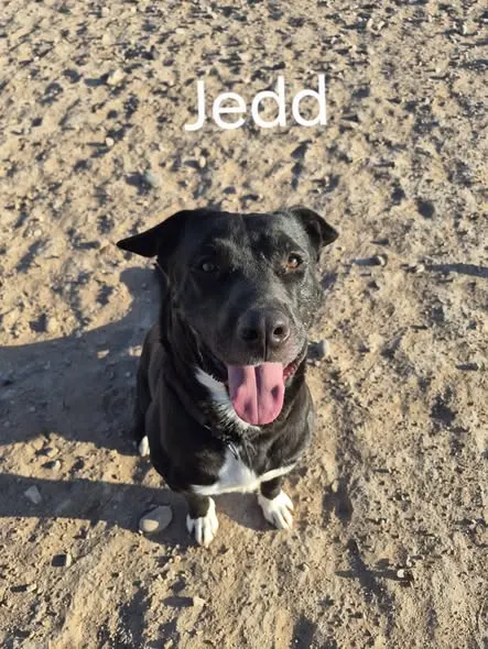 Jedd