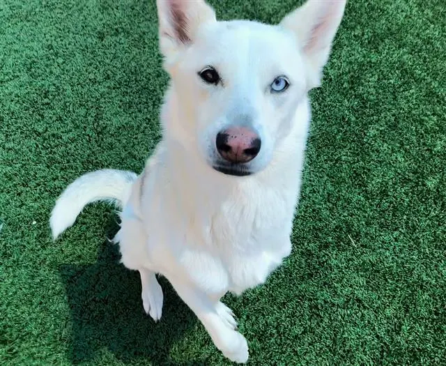 Adoptable Dog