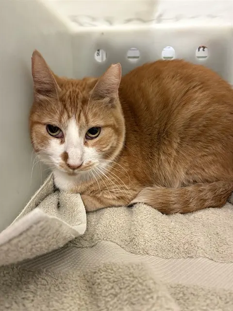 Nemo