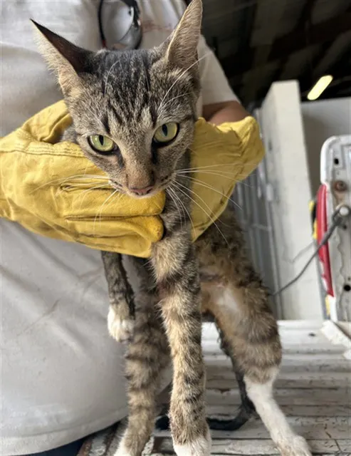 Adoptable Cat