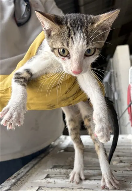 Adoptable Cat