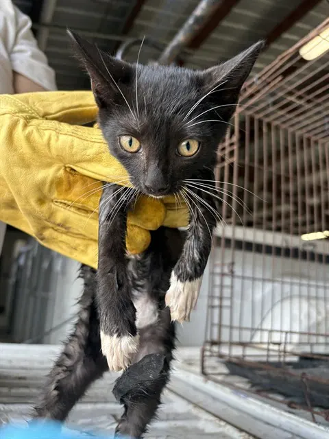 Adoptable Cat