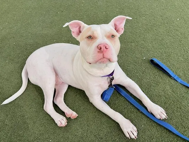 Louie