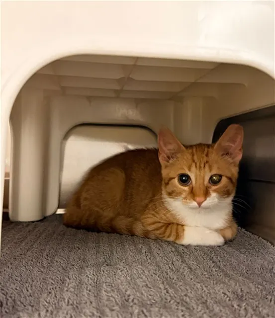 Diego