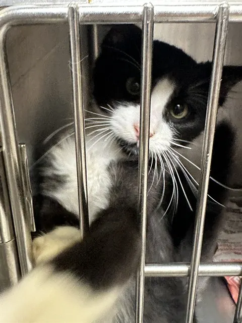 Louie